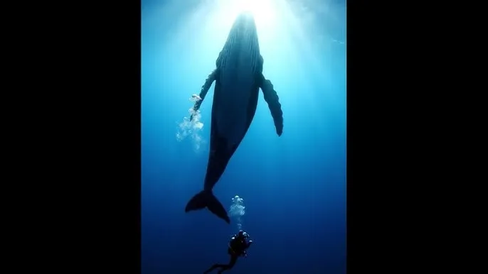 幸福宝推广app网站ios - 深蓝星球：探索海洋深处的未知世界